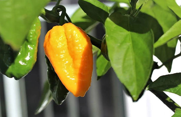 How to dry peppers in the drying oven